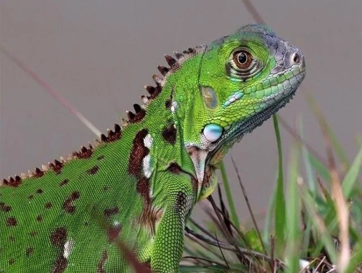 GUERRA A MUERTE CONTRA LAS IGUANAS EN FLORIDA: “MATEN A TODAS QUE PUEDAN”