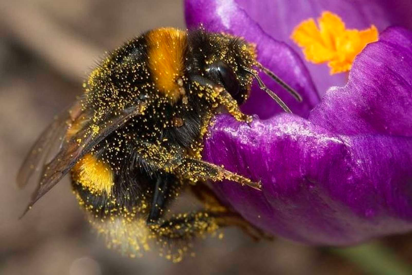 Cambio climático AMENAZA a los abejorros