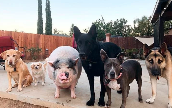 VIRAL: Cerdo es criado con cinco perros, ahora se cree uno de ellos ¡La mejor pandilla!