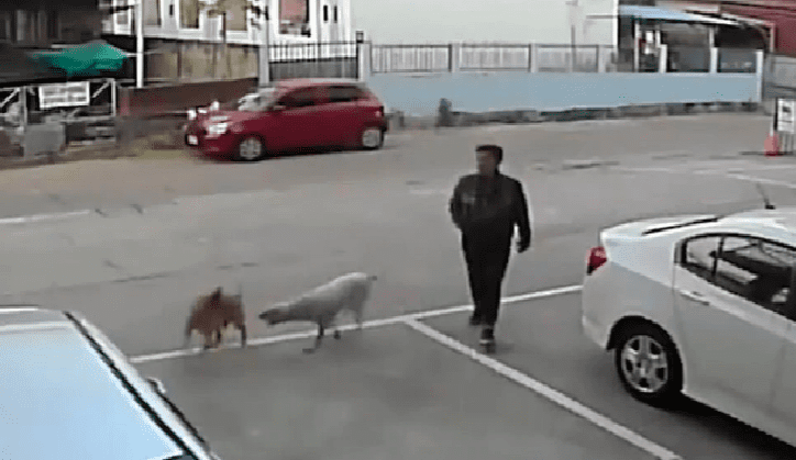 VIDEO VIRAL: perritos se peleaban en la calle y sujeto se lleva la peor parte