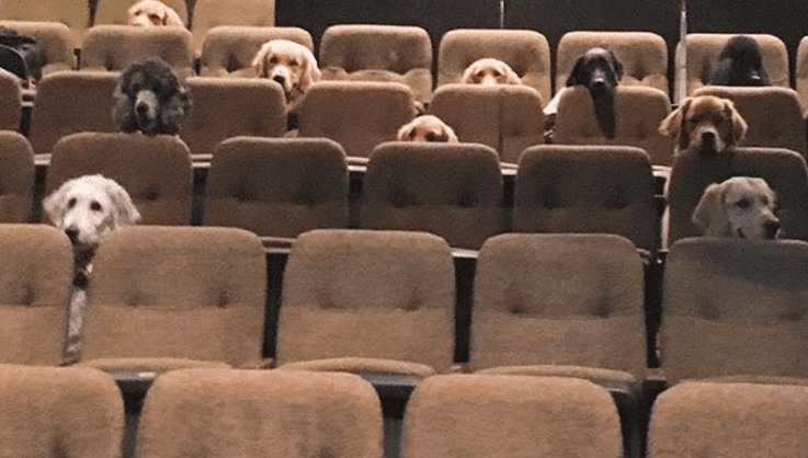 VIRAL Perros vieron un musical en vivo como parte de su entrenamiento FOTOS