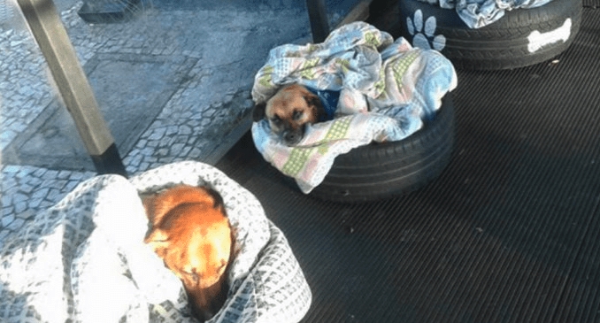 Estación de autobuses deja dormir en su terminal a perros callejeros