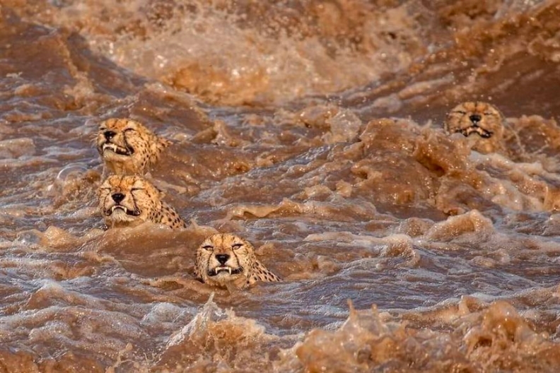 VIRAL: Alucinantes FOTOS de 5 guepardos cruzando un río lleno de cocodrilos