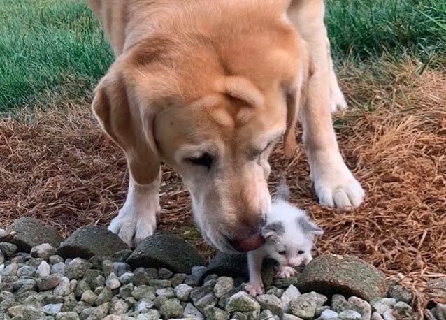 VIRAL: Perro encuentra gatita abandonada y ahora son los mejores amigos