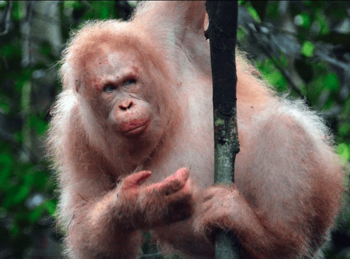 INSÓLITO: El único orangután albino del mundo es visto en la selva de nuevo