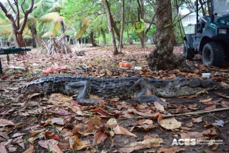 Muere cocodrilo que tragó ¡82 bolsas de plástico!