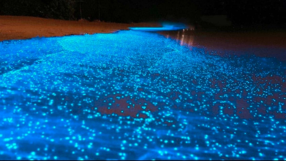 Bioluminiscencia en las playas de Tijuana ¡A dos años de que no ocurría!