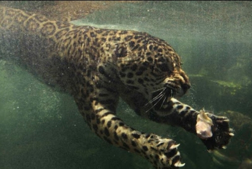 VIDEO: ¡Impresionante! Jaguar es captado nadando en Tulum, tenía calor