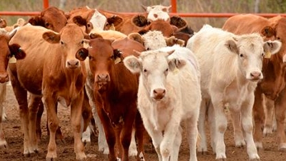 Ganaderos de Q. Roo retoman la comercialización de bovinos