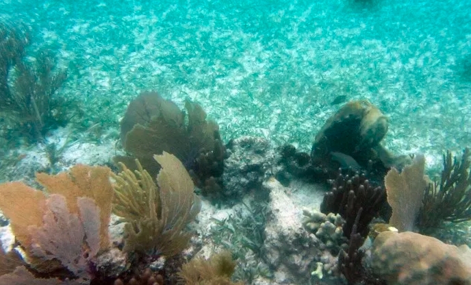 Colabora Grupo Iberostar en la construcción de vivero madre de coral en la Riviera Maya