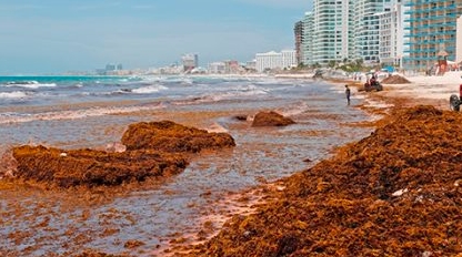 Se dispara el recale de sargazo en al menos 11 playas de Q. Roo