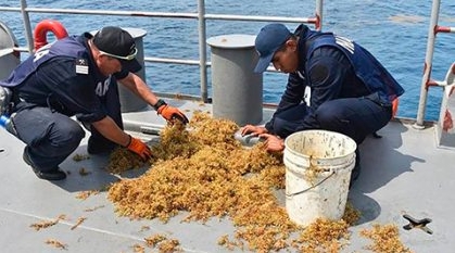 Semar retira 13 mil toneladas de sargazo en costas del estado