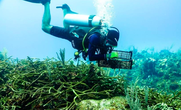 Playa del Carmen: Sembrará el Centro Ecológico de Akumal tres mil corales más