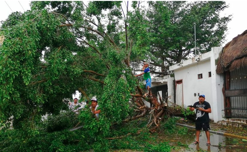 Playa del Carmen: Caída de árboles por huracán pudo haberse evitado