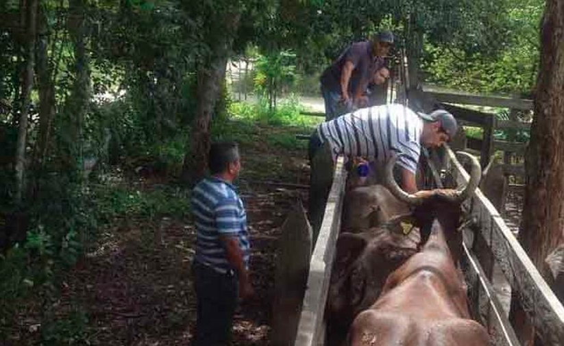 Playa del Carmen: Ganaderos tardarán un año en recuperarse de estragos climatológicos