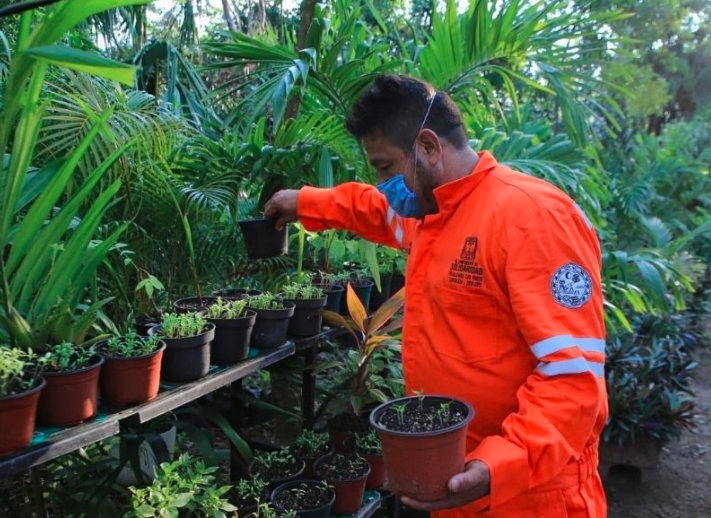 Gobierno de Solidaridad protege entorno natural con plantas de la región