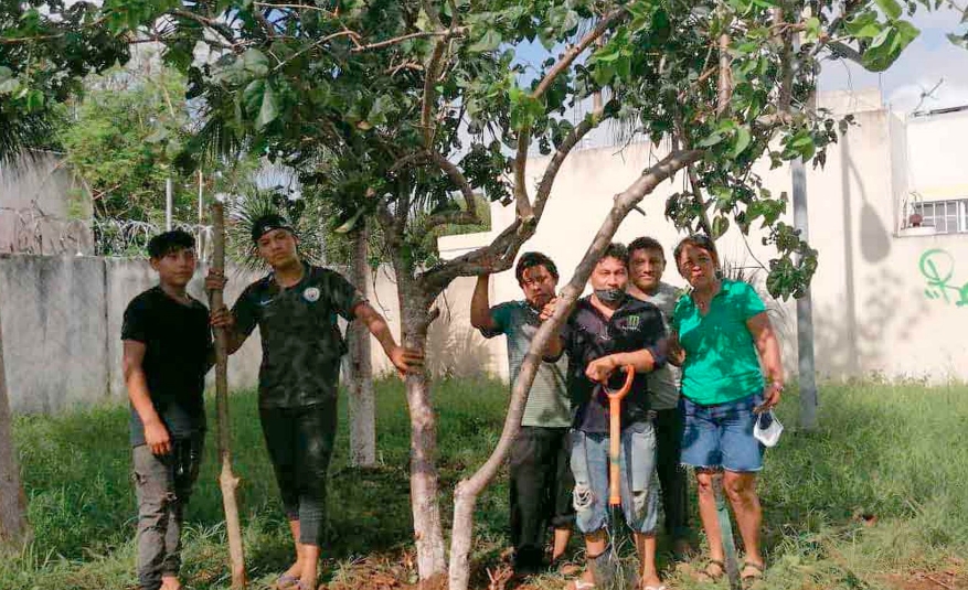 Siembran más de 300 árboles para recuperar flora en Playa del Carmen