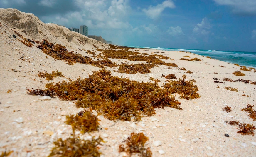 En enero se prevé que haya floración de sargazo en el Caribe mexicano