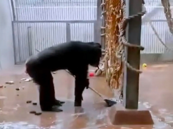 Captan a un chimpancé que limpia su jaula con una escoba