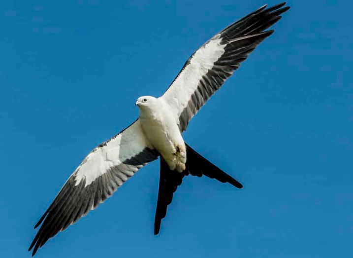 Merman hábitats para aves migratorias