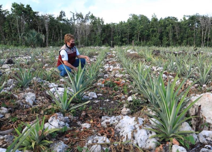 Refuerzan el desarrollo comunitario con “Huertos de Traspatio”