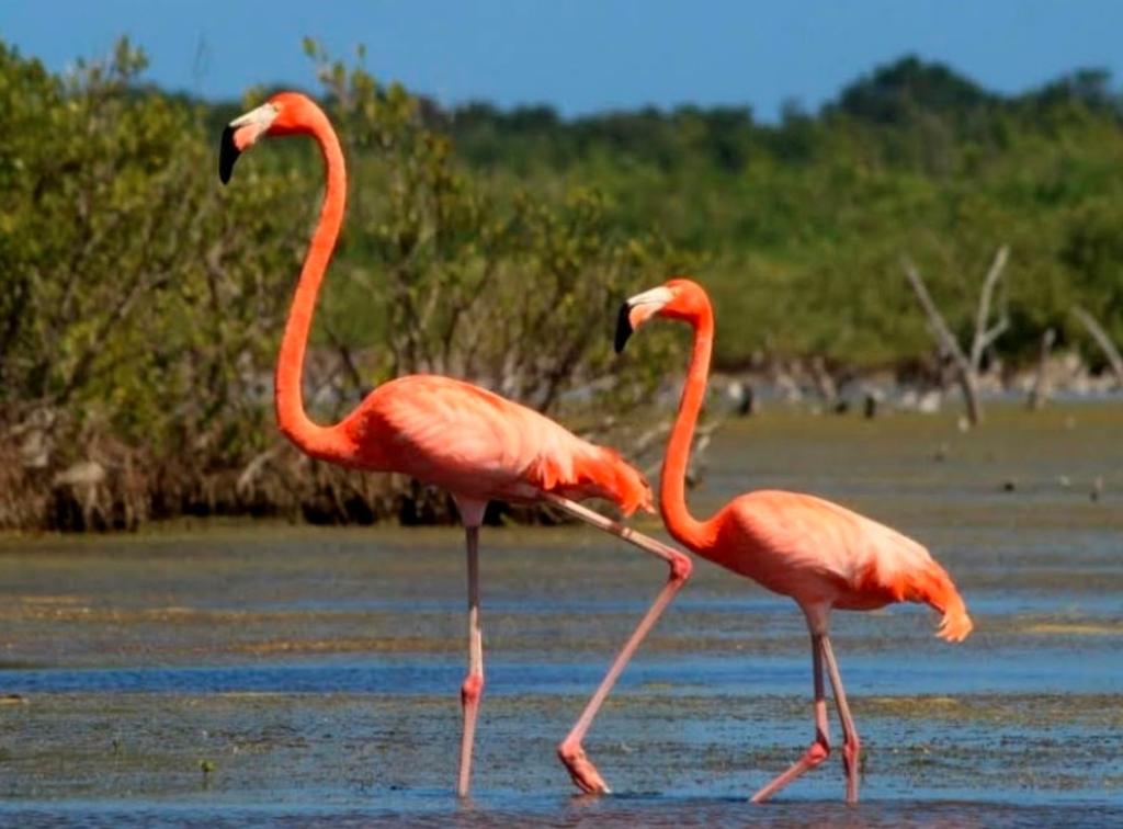 Aumenta presencia de flamencos en Parque Ecoturístico de Cozumel