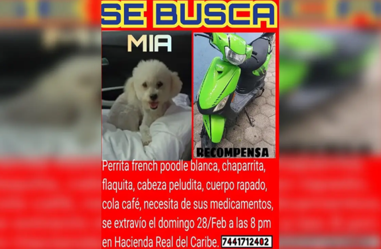 Pareja de Cancún ofrece su moto como recompensa por su perrita perdida