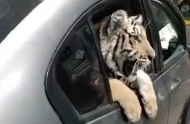 Captan en #video a un tigre abordo de un vehículo en Mazatlán