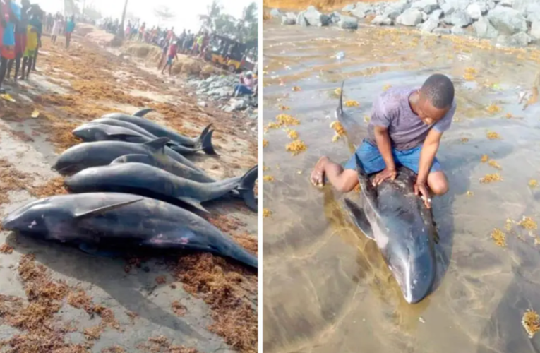 Mueren 60 delfines y otras especies en playas de Ghana