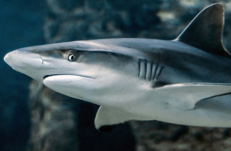 Tiburones se orientan con los campos magnéticos de la Tierra