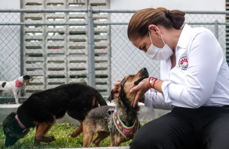 Promueve gobierno de Cancún bienestar integral para animales domésticos