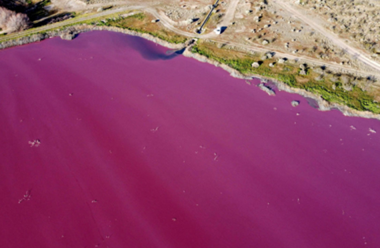 Contaminación tiñe de rosa laguna de Argentina