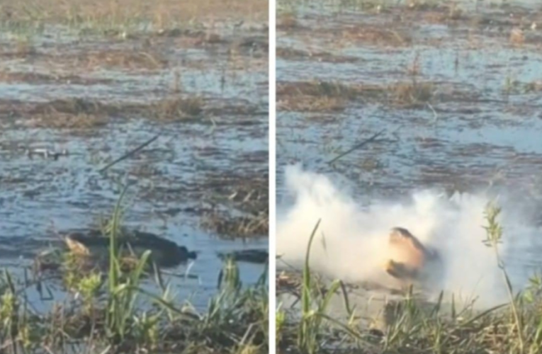 Cocodrilo se traga un dron y empieza a sacar humo por el hocico