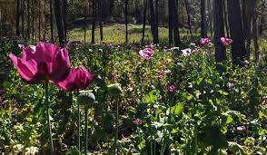 ONU: Aumenta un 12% el cultivo de amapola en México