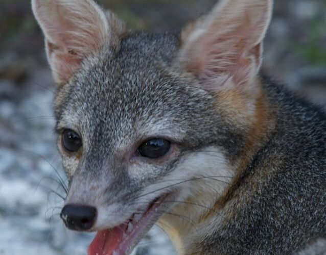 Captan a zorro gris en Cozumel: ¿Un nuevo vecino en la isla paradisíaca?