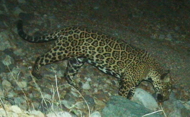 El viaje de un jaguar de EEUU a México alienta a ecologistas