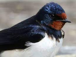 Golondrina, emblema de Cozumel