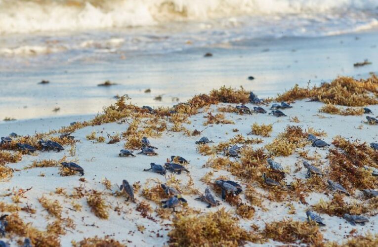 Temen que huevos de tortuga sean robados en Cozumel