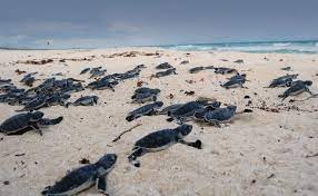 Inicia temporada de anidación de la tortuga marina en Cozumel