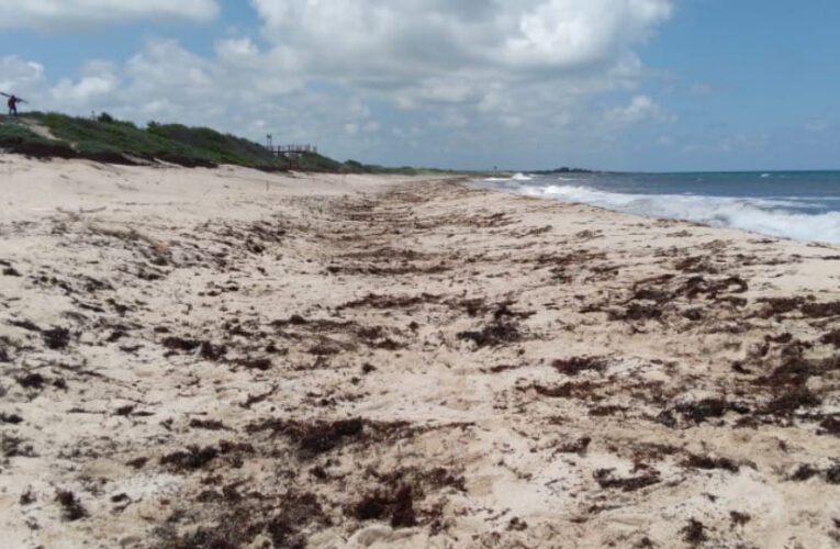 Gobierno de Cozumel aumenta cuadrillas para limpieza de sargazo