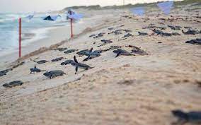 Registran el primer nido de tortuga marina en Cozumel