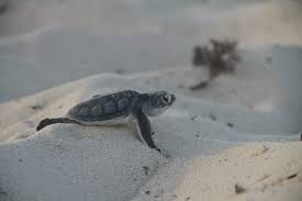 Cierran temporada de tortugas marinas en Cozumel