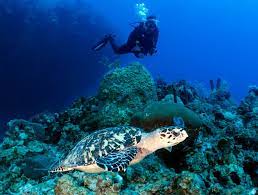 Buscarán que Cozumel sea la meca del buceo