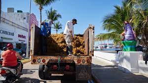 Ayuntamiento continúa enfrentando la llegada del sargazo a playas de Cozumel