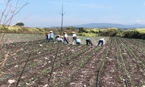 No hay apoyo del gobierno para los agricultores de la isla