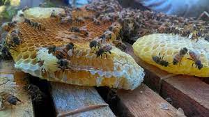 Imparten pláticas a ejidatarios sobre el cuidado de las abejas