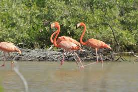 Cozumel: Flamencos comienzan a ‘pintar’ de rosa el Parque Punta Sur