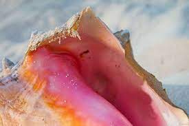 En Cozumel, castigaran a quien extraiga Caracol Rosado que está en veda