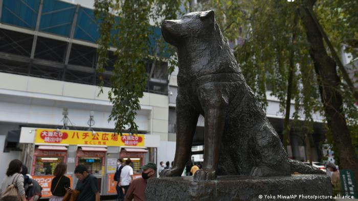 Día Internacional del Perro Callejero, inspiración a favor de la adopción