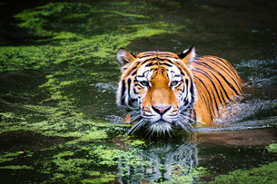 Hoy es el Día internacional del Tigre